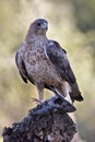 Partridge eagle Royalty Free Stock Photo